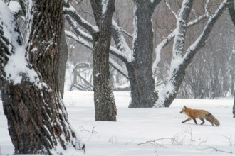 Red fox (vulpes vulpes), Fox walking on a snow-covered park, Large view, Province of Quebec,