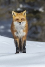 Red fox (vulpes vulpes), Fox standing on the snow and looking ahead, Portrait, Eyes almost closed