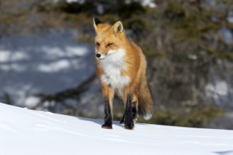 Red fox (vulpes vulpes), Fox standing on the snow and looking ahead, Portrait, Province of Quebec,
