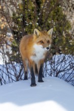 Red fox (vulpes vulpes), Fox standing on the snow and looking ahead, Portrait, Province of Quebec,