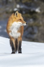 Red fox (vulpes vulpes), Fox standing on the snow and looking sideways, Portrait, Clause-up,