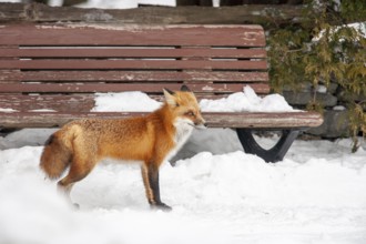 Red fox (Vulpes vulpes), Fox standing on snow close to a bench, Province of Quebec, Canada, North