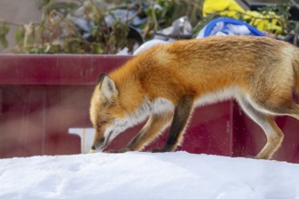 Red fox (Vulpes vulpes), Fox smelling a scent on snow near a waste container, Province of Quebec,