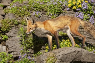 Red fox (Vulpes vulpes), Fox standing on a rock and looking for a prey, Montreal botanical garden,