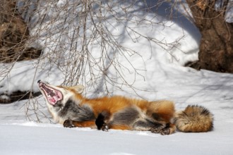 Red fox (Vulpes vulpes), Fox lying on snow and yawning, Mouth wide open, Close-up, Province of