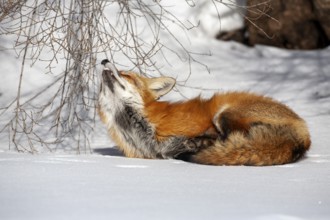 Red fox (Vulpes vulpes), Fox lying on snow and looking a flying bird, Close-upProvince of Quebec,