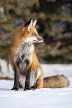 Red fox (Vulpes vulpes), Fox sitting on snow and looking sideways, Close-up, Province of Quebec,