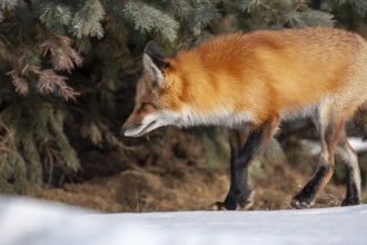 Red fox (Vulpes vulpes), Fox walking on snow and looking ahead, Close-up, Province of Quebec,