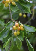 Unripe sweet cherries on a tree, North Rhine-Westphalia, Germany