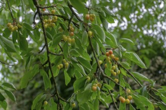 Unripe sweet cherries on a tree, North Rhine-Westphalia, Germany