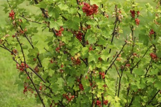 Currant bush (Ribes rubrum) with unripe and ripe berries, Netherlands