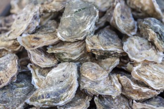 Oysters in the shell, market sale, Brittany, France