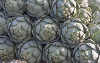 Market sale of artichokes (Cynara cardunculus, syn. Cynara scolymus), Brittany, France