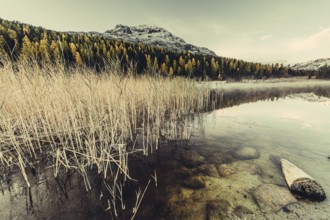 Lake Staz near Sankt Moritz in the Engadin in Switzerland. Morning atmosphere with fog in autumn.