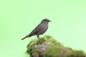 Black redstart (Phoenicurus ochruros), on a moss-covered tree stump in a garden, Wilnsdorf, North
