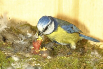 Blue tit (Cyanistes caeruleus) feeding the young in the nest with a caterpillar, Wilnsdorf, North