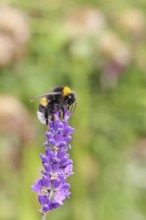 Ground bumblebee (Bombus terrestris), on a lavender flower (Lavandula angustifolia), macro