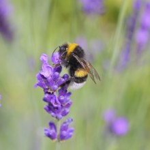 Ground bumblebee (Bombus terrestris), on a lavender flower (Lavandula angustifolia), macro