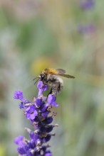 Field bumblebee (Bombus pascuorum), on a lavender flower (Lavandula angustifolia), macro