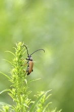 Red-necked buck (Stictoleptura rubra), male, on European goldenrod (Solidago), close-up, Wilnsdorf,