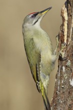 Grey-headed woodpecker (Picus canus), male sitting on a tree stump overgrown with moss and lichen,