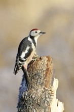 Middle spotted woodpecker (Dendrocopos medius) foraging on the trunk of a grey birch (Betula