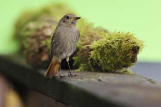 Black redstart (Phoenicurus ochruros), foraging in a garden, Wilnsdorf, North Rhine-Westphalia,