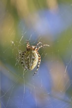 Aculepeira ceropegia, (Araneus ceropegia), macro photograph, spider, arachnid, Wilnsdorf, North