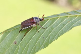 May beetle, wood cockchafer (Melolontha hippocastani), male, on leaf of a horse chestnut (Aesculus