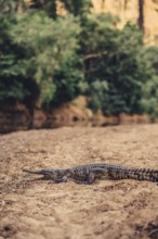 Special light atmosphere with crocodile in the outback in Windjana Gorge National Park in Australia