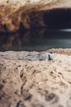 Tunnel Creek National Park with a crocodile in the north-west of Australia in the outback. Waters
