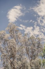 Outback Scenes Australia