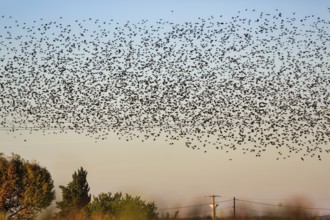 A flock of soaring starlings (Sturnus vulgaris) in the evening sky, Camargue Regional nature park