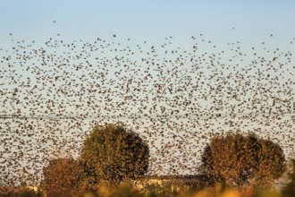A flock of starlings (Sturnus vulgaris) landing in a field, Camargue Regional nature park Park,