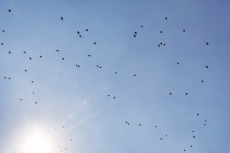 Starlings (Sturnus vulgaris) flying in the blue sky, sunbeams, Camargue Regional nature park Park,