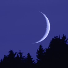 Crescent moon... Moon in the dark night sky, narrow, waxing moon in crescent shape above fir tops,