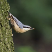 Typical nuthatch pose... European nuthatch (Sitta europaea) in typical nuthatch pose, sitting