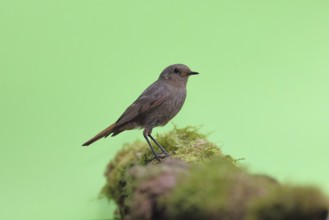 Black redstart (Phoenicurus ochruros), on a moss-covered tree stump in a garden, Wilnsdorf, North