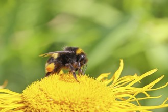 Earth bumblebee (Bombus terrestris), with pollen cup, collecting pollen on a yellow flower of a
