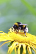 Earth bumblebee (Bombus terrestris), collecting pollen on a yellow flower of a Great Telekie