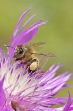European honeybee (Apis mellifera), with pollen pellets, collecting nectar from a flower of the