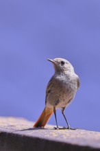 Black redstart (Phoenicurus ochruros), in front of a blue sky on a balcony, Wilnsdorf, North