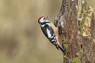 Middle spotted woodpecker (Dendrocopos medius) foraging on the trunk of an oak (Quercus),