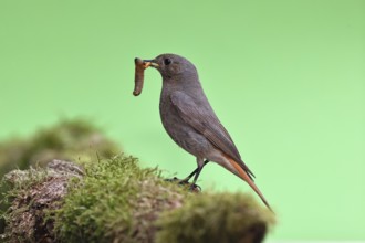 Black redstart (Phoenicurus ochruros), with a caterpillar as prey in its beak on a moss-covered