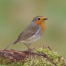 Robin (Erithacus rubecula), on moss-covered dead wood, Wilnsdorf, North Rhine-Westphalia, Germany