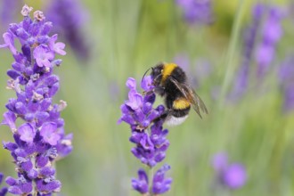 Ground bumblebee (Bombus terrestris), on a lavender flower (Lavandula angustifolia), macro