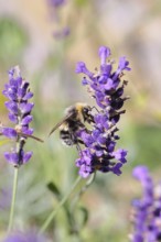 Field bumblebee (Bombus pascuorum), on a lavender flower (Lavandula angustifolia), macro
