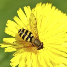 Garden hoverfly (Syrphus ribesii) on Hieracium lachenalii, Picris hieracioides (Picris