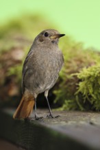 Black redstart (Phoenicurus ochruros), foraging in a garden, Wilnsdorf, North Rhine-Westphalia,
