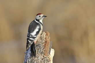 Middle spotted woodpecker (Dendrocopos medius) foraging on the trunk of a grey birch (Betula